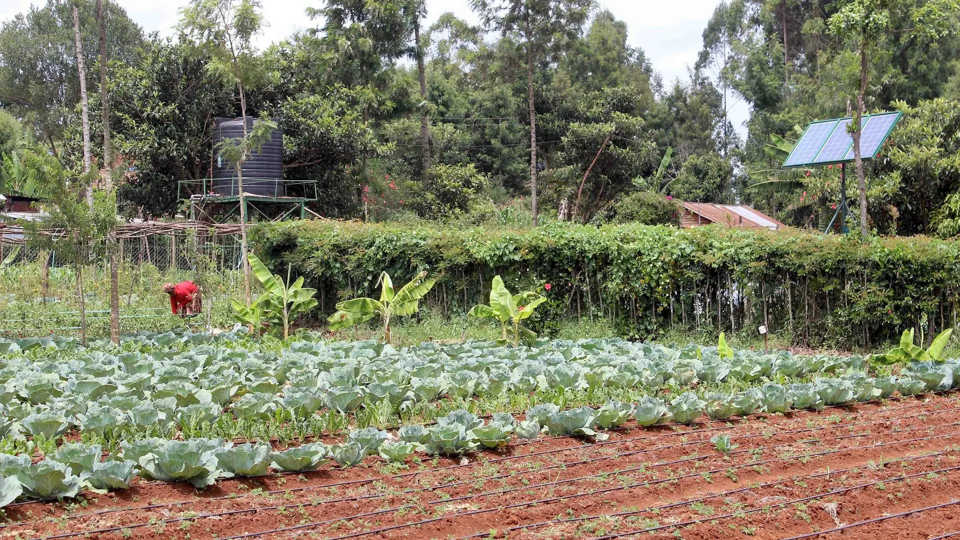 Solar powered drip irrigation
