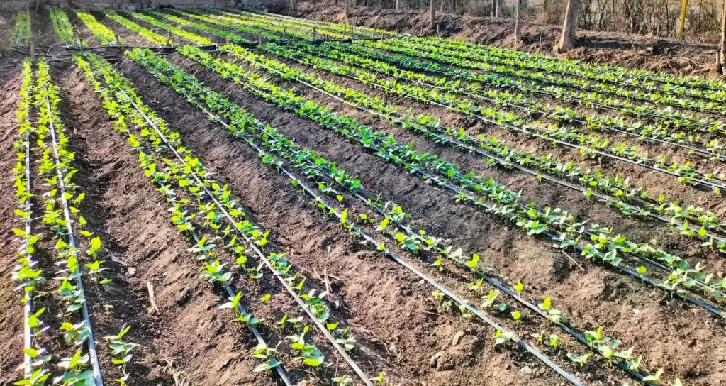 1/4 Acre Drip Irrigation Kit